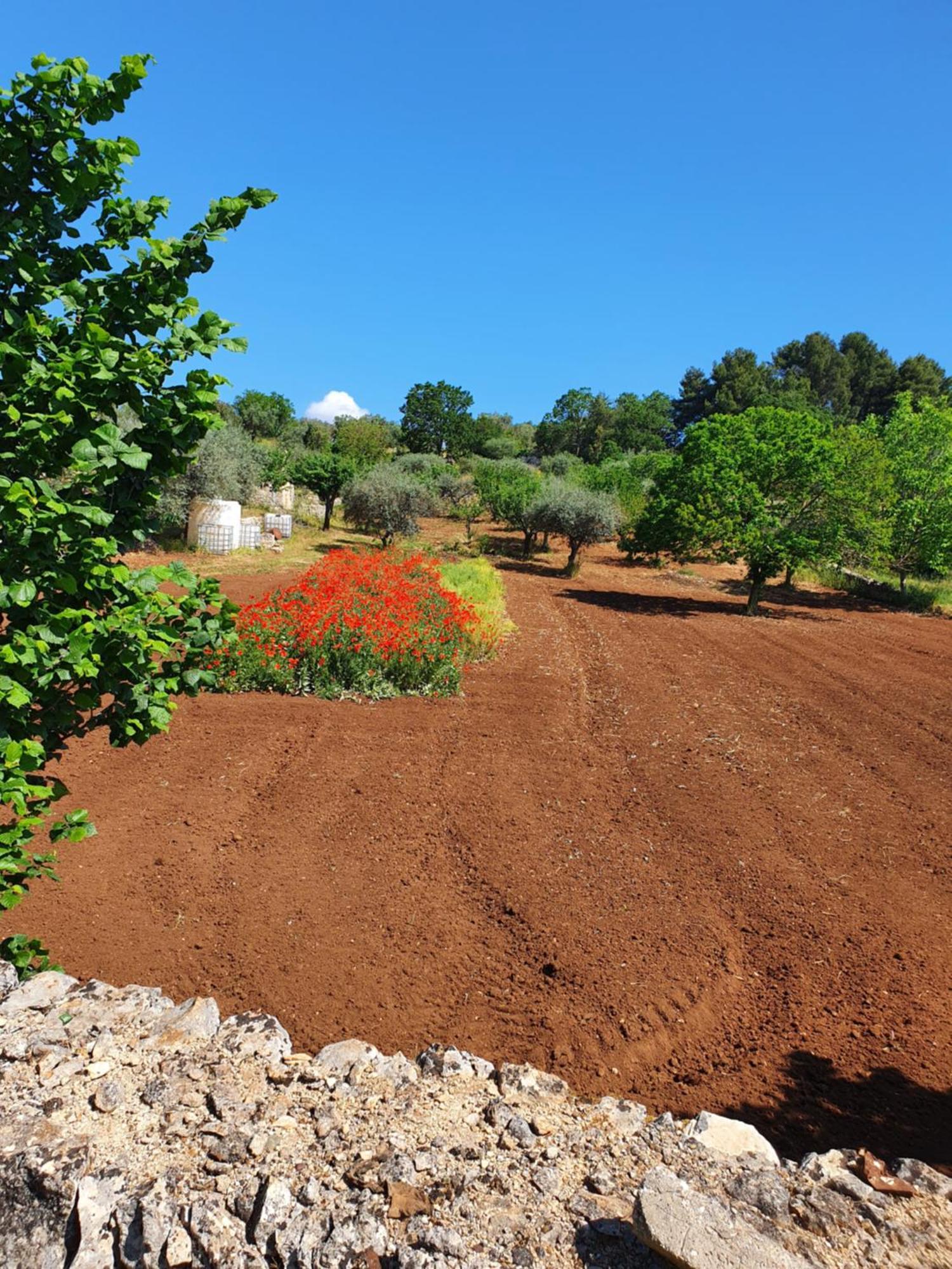 Trullo Vacanze Di Cumma Rosa ألبيروبيللو المظهر الخارجي الصورة